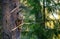 The owl with prey. The Ural owl Strix uralensis. . Summer forest. Natural habitat