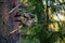 The owl with prey. The Ural owl Strix uralensis. . Summer forest. Natural habitat
