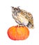 Owl on pumpkin. Halloween watercolor picture.