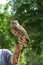 Owl with raw meat in the beak on the leather glove of a female falconer against a green nature background, hunting bird during