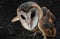 owl ready to fly, on a slightly dark background