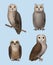 Owl. Realistic wild flying birds wisdom owls different breeds decent vector nature symbols