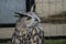 Owl in a Russian zoo.