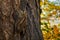 Owl\\\'s camouflage. European scops owl, Otus scops, masked on tree cortex in autumn forest. Small owl peeks out from trunk.