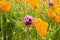 Owl`s clover Castilleja exserta blooming among California Poppies