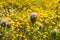 Owl`s clover Castilleja exserta blooming among Goldfield flowers, California