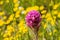 Owl`s clover Castilleja exserta blooming among Goldfield flowers, California