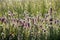 Owl`s clover Castilleja exserta blooming among tall grass, California