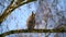 Owl sit in a tree and looking on the the camera