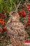 Owl sits among flowering shrubs