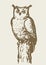 An owl sits on a tree. Vector drawing