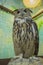 Owl sitting on a branch in a closed cage at the Zoo overexposure