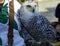 Owl sitting on falconry glove