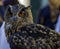 Owl sitting on falconry glove