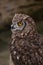 owl is sitting on its hind legs with one eye open