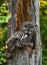 The owl sitting with little owlets in the nest in the hollow of an old tree.