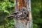 The owl sitting with little owlets in the nest in the hollow of an old tree.