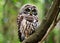 An owl sitting on a tree branch on a dark green background with space for copy.