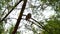 Owl sitting on tree. The burrowing owl is a strigiformes bird in the family Strigidae. Owl footage