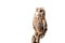 Owl sitting on wooden branch isolated on white with copy space