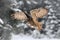 Owl with snow flake in snowy forest during cold winter. Eagle owl in the nature habitat, France. Action snowy scene with owl in