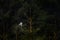 Owl in the spruce tree forest habitat, Sumava NP,  Czech Republic. Ural Owl, Strix uralensis, sitting on tree branch, in green