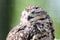 Owl squints his eyes in the day sitting on a tree. Blurred background - forest.