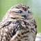 Owl squints his eyes in the day sitting on a tree. Blurred background - forest.