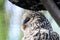 Owl squints his eyes in the day sitting on a tree. Blurred background - forest.