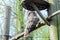 Owl squints his eyes in the day sitting on a tree. Blurred background - forest.