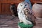 owl standing on the grass tree stamp in zoo with soft focus