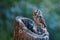 Owl at sunrise. Boreal owl, Aegolius funereus, perched on decayed trunk. Typical small owl with big yellow eyes