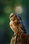 Owl at sunrise. Boreal owl, Aegolius funereus, perched on decayed trunk. Typical small owl with big yellow eyes in morning