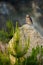 Owl at sunrise. Little owl, Athene noctua, perched on stone in first morning sunrays. Wild owl of Athena masking in habitat