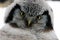 Owl tilted her head, looking into the camera, Northern Hawk Owl (Surnia ulula),