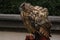 An owl trained in Prague