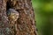 Owl in the tree nest hole. Little Owl, Athene noctua, in the nest hole, forest in central Europe, portrait of small bird in the na