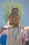 Owl on a tree trunk