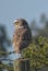 Owl turning his head