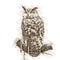 Owl in Vintage Steampunk Da Vinci Drawing Style