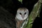 An owl was sitting on a branch of a banyan tree at night