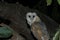 An owl was sitting on a branch of a banyan tree at night and its face is bright on front facing