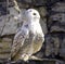 Owl white predator arctic north tundra