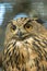 Owl with wide open orange eyes