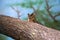 Owl wild bird sleeping sitting on tree branch in zoo park or forest, carnivore hunter animal, wildlife