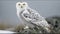 Owl In Winter Setting White Owl Beautiful Animal Majestic