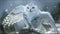 Owl In Winter Setting White Owl Beautiful Animal Majestic