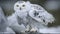 Owl In Winter Setting White Owl Beautiful Animal Majestic