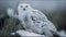 Owl In Winter Setting White Owl Beautiful Animal Majestic