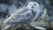 Owl In Winter Setting White Owl Beautiful Animal Majestic